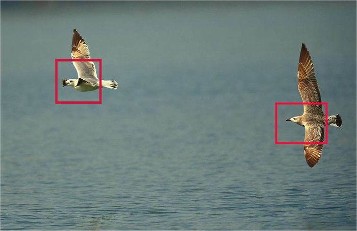 autofocus