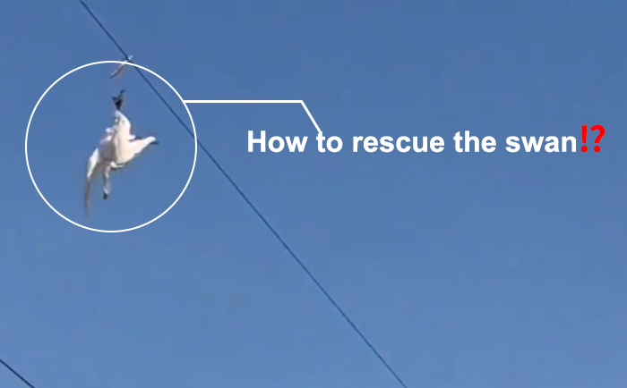 SONY auto focus camera is enabled: the laser cannon obstacle clearing instrument accurately rescues and guards trapped swans on high-voltage lines - a new measure for animal protection - Sony Camera Information - 1